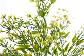 Ramo clavelinas x5 (1).jpg